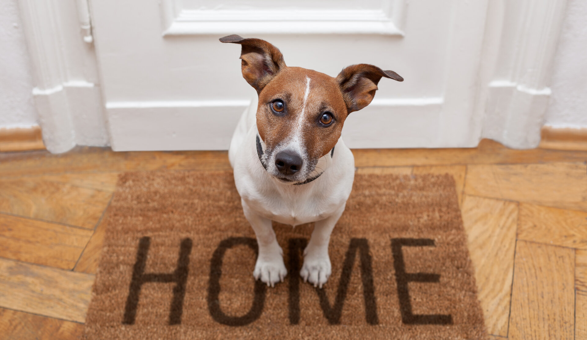 Home Pet Sitting Doggy Day Care Pet Care Hamilton, New Zealand